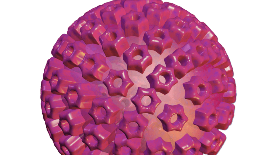 Herpes virus
